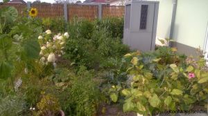 Gemüsegarten Sommer 2015